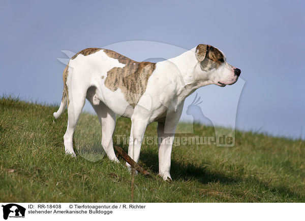 stehender Amerikanische Bulldogge / RR-18408