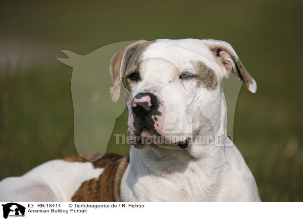 American Bulldog Portrait / RR-18414