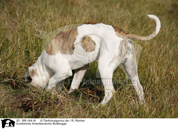 buddelnde Amerikanische Bulldogge / digging American Bulldog / RR-18416