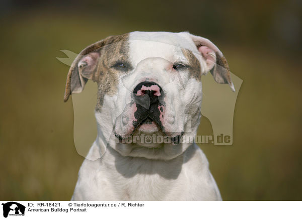 American Bulldog Portrait / RR-18421