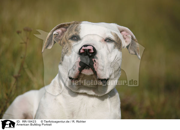American Bulldog Portrait / RR-18423
