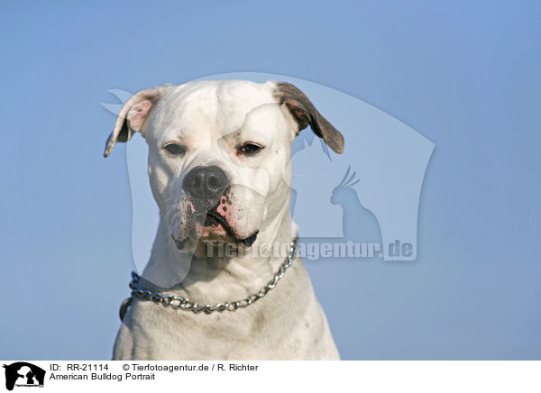 American Bulldog Portrait / RR-21114