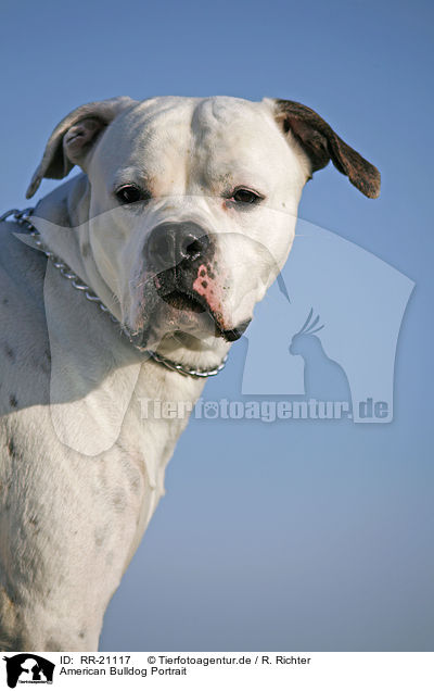 American Bulldog Portrait / RR-21117