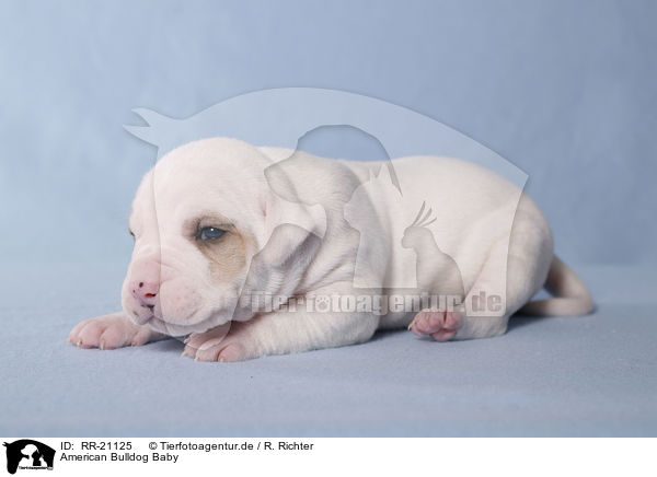 American Bulldog Baby / RR-21125