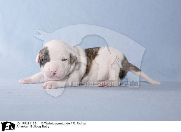 American Bulldog Baby / RR-21129