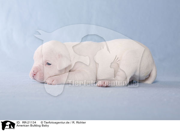 American Bulldog Baby / RR-21134