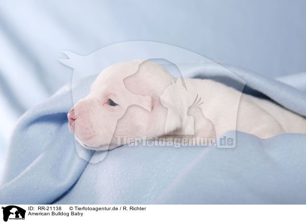 American Bulldog Baby / RR-21138