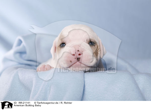 American Bulldog Baby / RR-21141