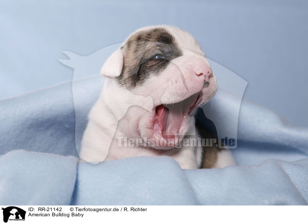 American Bulldog Baby / RR-21142