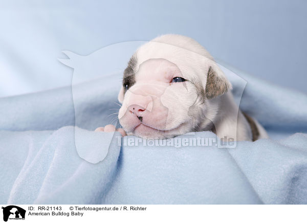 American Bulldog Baby / RR-21143