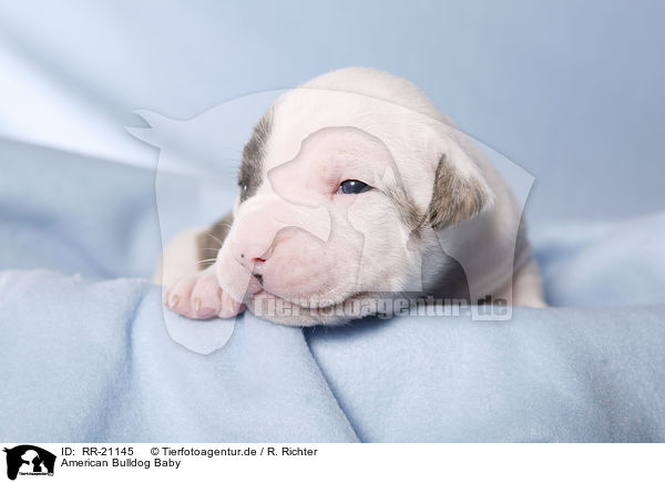 American Bulldog Baby / RR-21145