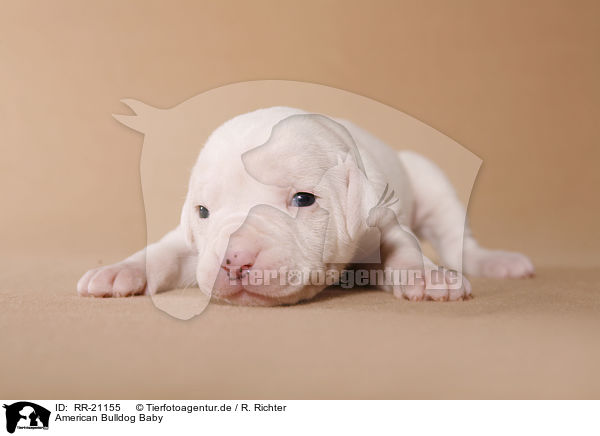 American Bulldog Baby / RR-21155