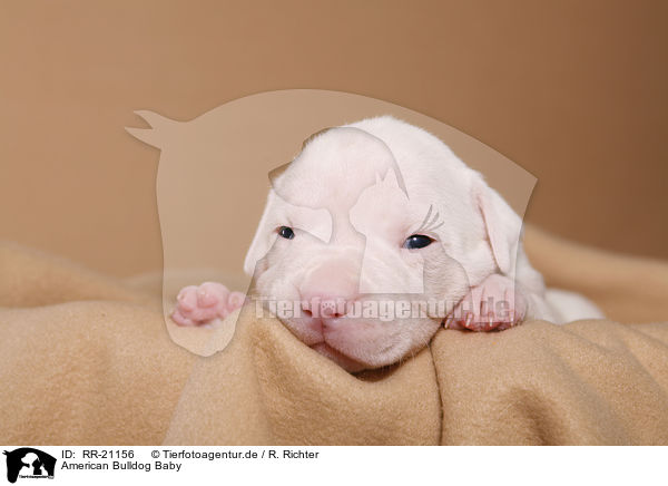 American Bulldog Baby / American Bulldog Baby / RR-21156