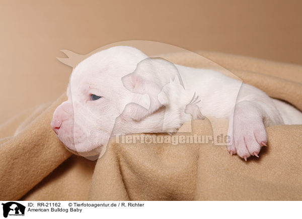 American Bulldog Baby / RR-21162