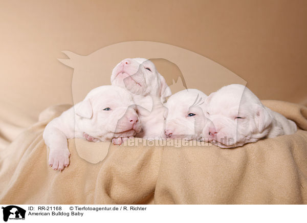 American Bulldog Baby / RR-21168