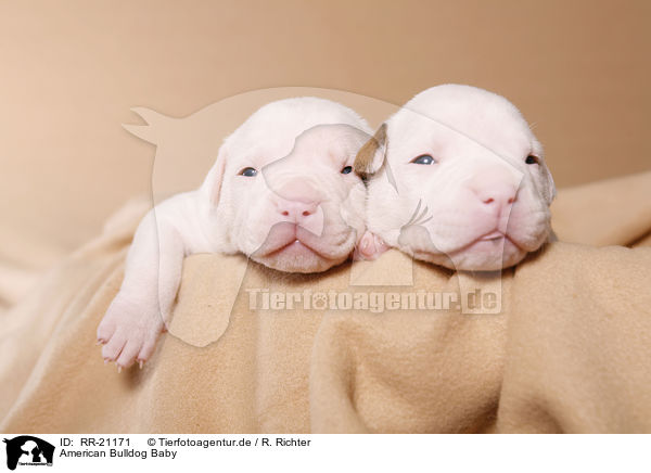 American Bulldog Baby / RR-21171