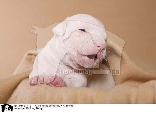 American Bulldog Baby / RR-21173