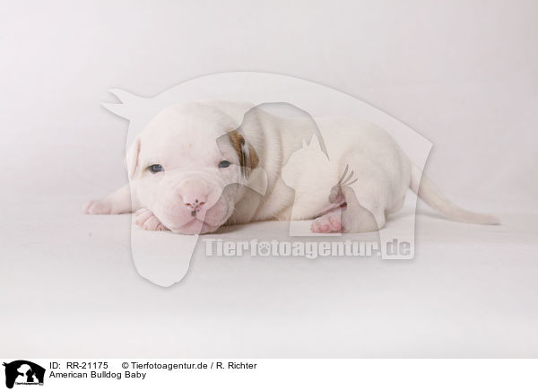 American Bulldog Baby / RR-21175