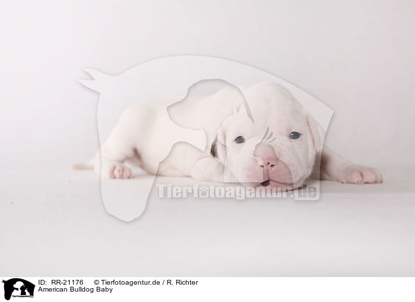 American Bulldog Baby / RR-21176