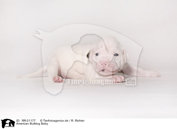 American Bulldog Baby / RR-21177
