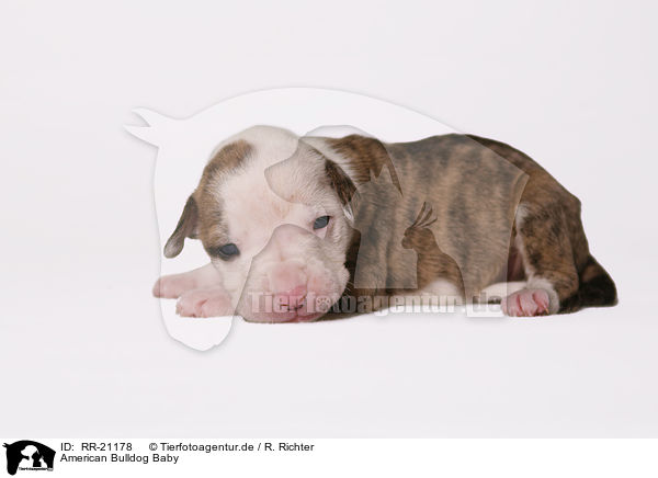 American Bulldog Baby / RR-21178
