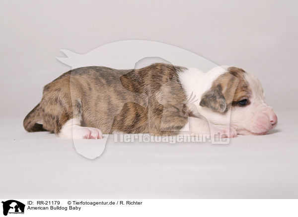 American Bulldog Baby / RR-21179