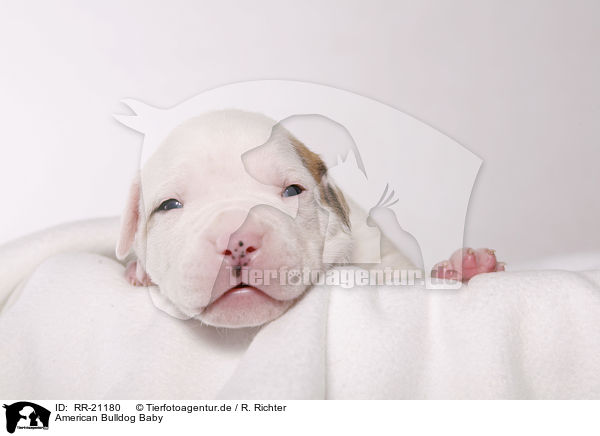 American Bulldog Baby / RR-21180