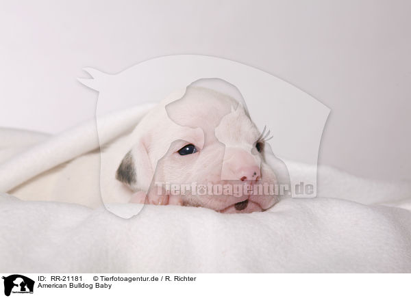 American Bulldog Baby / RR-21181