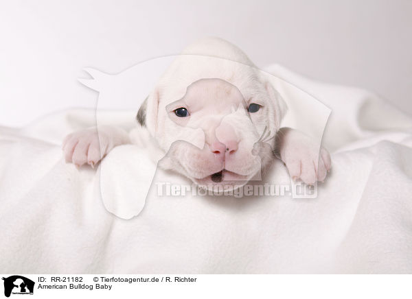 American Bulldog Baby / RR-21182
