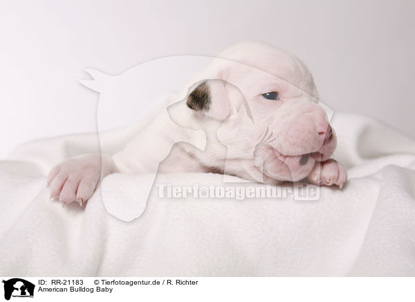 American Bulldog Baby / RR-21183