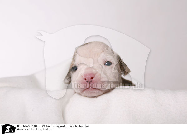 American Bulldog Baby / RR-21184