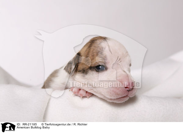American Bulldog Baby / RR-21185