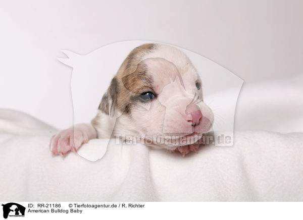 American Bulldog Baby / RR-21186