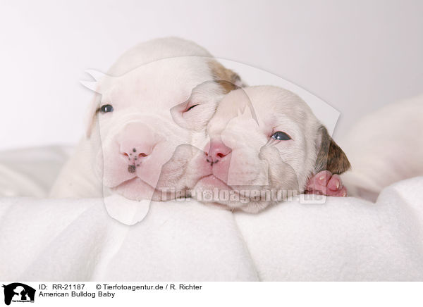 American Bulldog Baby / RR-21187