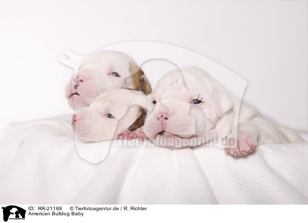 American Bulldog Baby / American Bulldog Baby / RR-21188