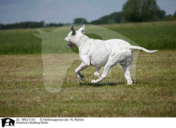 American Bulldog Rde / RR-21191