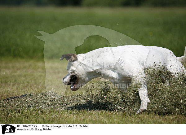 American Bulldog Rde / RR-21192