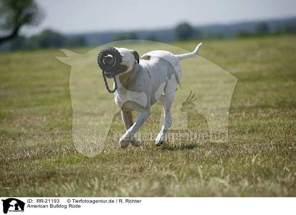 American Bulldog Rde / RR-21193