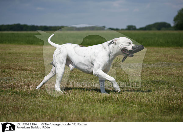 American Bulldog Rde / RR-21194