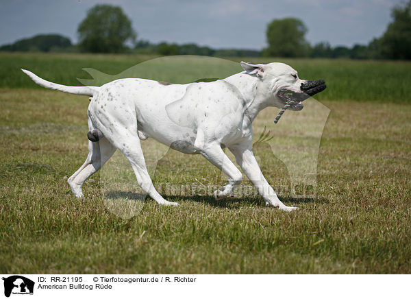 American Bulldog Rde / RR-21195