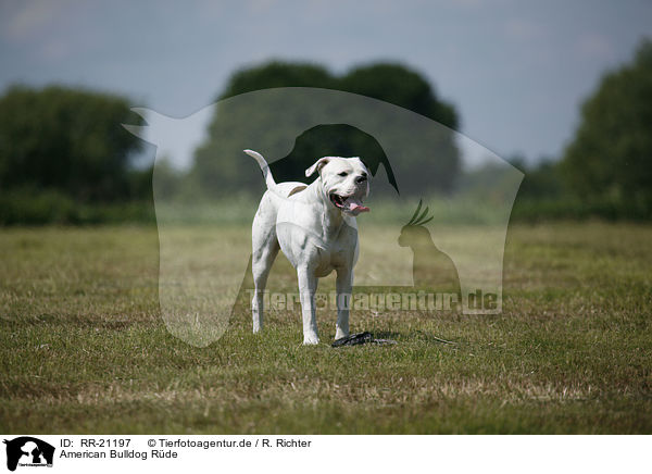 American Bulldog Rde / RR-21197