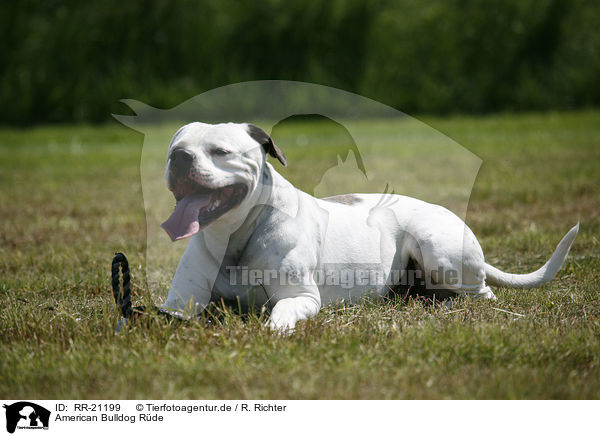 American Bulldog Rde / RR-21199