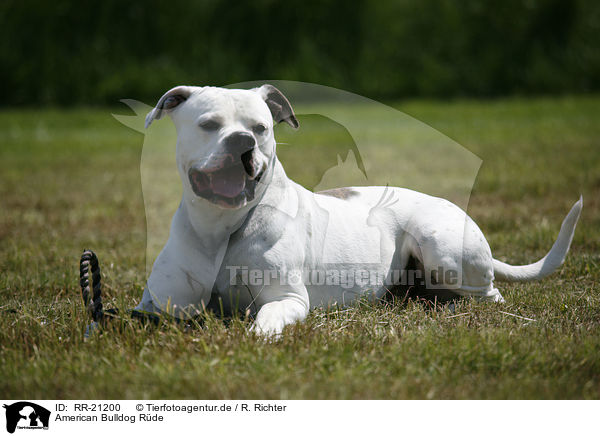 American Bulldog Rde / RR-21200