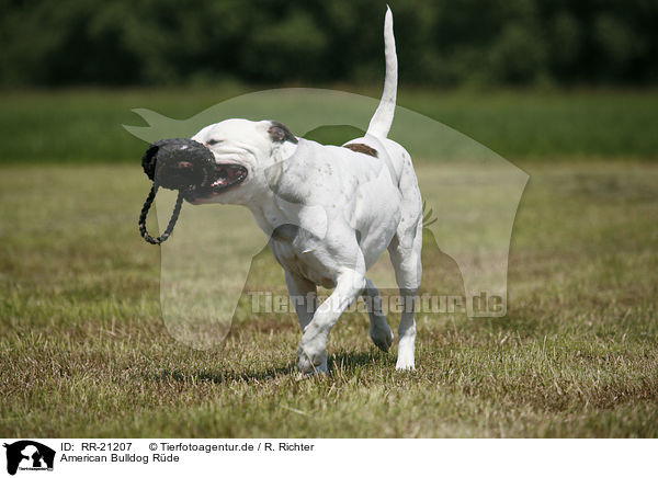 American Bulldog Rde / male American Bulldog / RR-21207