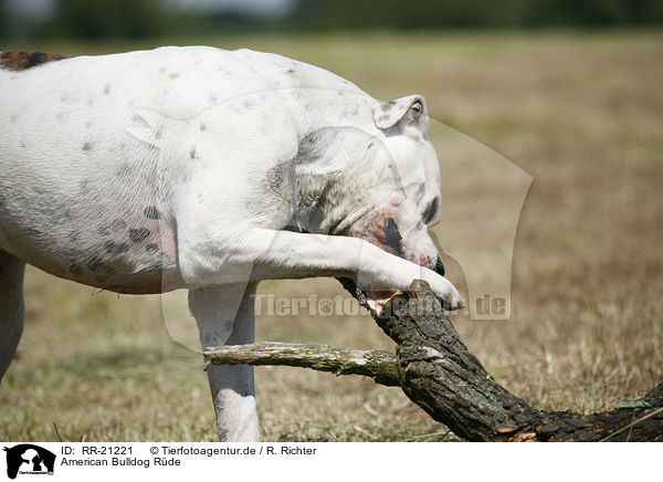 American Bulldog Rde / RR-21221