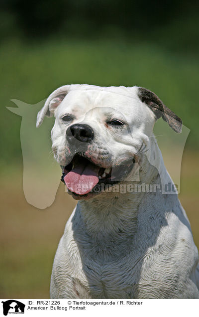 American Bulldog Portrait / RR-21226