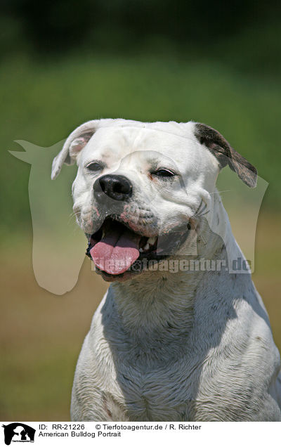 American Bulldog Portrait / American Bulldog Portrait / RR-21226