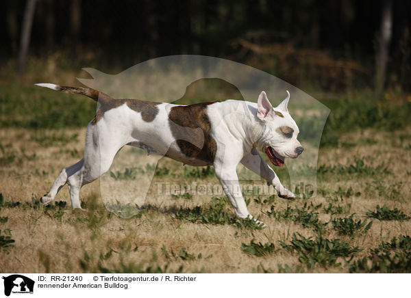 rennender American Bulldog / running American Bulldog / RR-21240