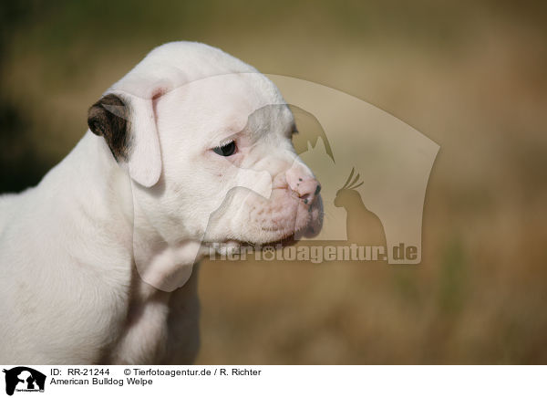 American Bulldog Welpe / American Bulldog Puppy / RR-21244
