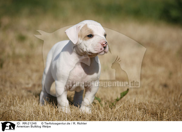 American Bulldog Welpe / American Bulldog Puppy / RR-21246